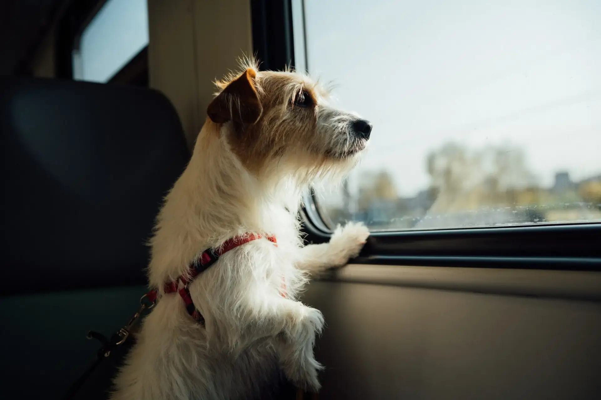 Dog looking out the window of a train